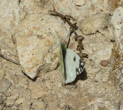 Solerantonio2 en Hamelin: Fauna  (Sorbas), Insecto