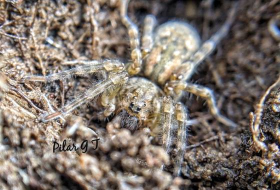 Pilarmayo012 en Hamelin: Fauna  (La Nava de Ricomalillo)