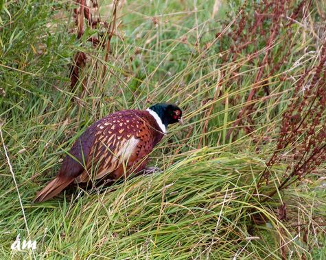 Martinezantonio.correo en Hamelin: Fauna  (Inverness), Phasianus colchicus Linnaeus, 1758, #aves#faisan#escocia#inverness 