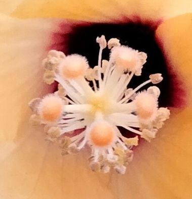 Solerantonio2 en Hamelin: Flora  (Almería), Pistilo de hibiscus