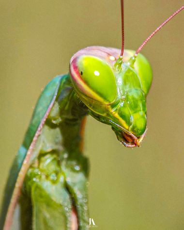 Jose Alza Dsn en Hamelin: Fauna  (l'Ametlla de Mar), Preciosa Mantis mirando de reojo.

#macro #closeup #insecto #animal #naturaleza #mantis #fauna