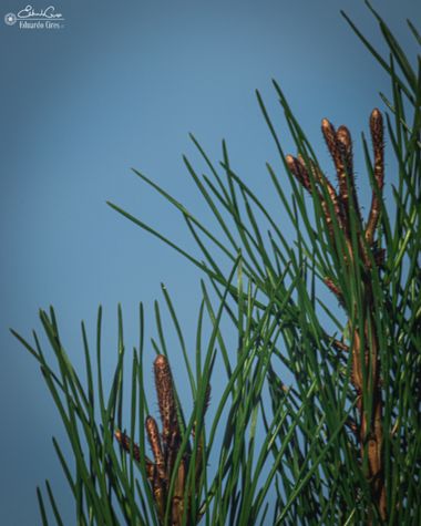 miradasbotanicas en Hamelin: Flora, #flora #naturaleza #macro