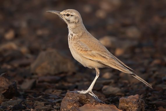 Ignicapillus en Hamelin: Fauna  (cercle d'Arfoud دائرة أرفود), Alaemon alaudipes (Desfontaines, 1789), Alondra ibis

La alondra ibis un pariente de las alo...