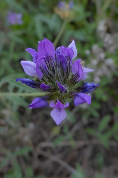 Peremateo en Hamelin: Flora  (Badalona), Bituminaria bituminosa, #flower
