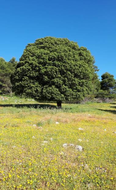 Juanly en Hamelin: Naturaleza de Jaén  - Proyecto  (Jaén)