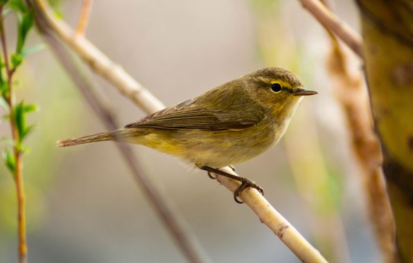 Pablo Olivas Gregorio en Hamelin: Fauna Teruel - Proyecto  (Teruel)