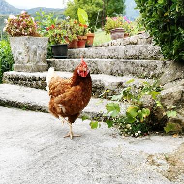 Laura castro becerra  en Hamelin: 🐥Fauna🐈 - Proyecto  (Villacañas)