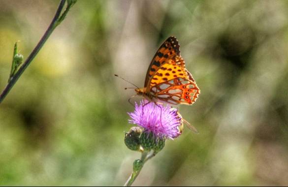 Manelsersol en Hamelin: #fauna20 - Proyecto  (Girona)