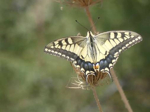 Marigelu en Hamelin: MARIPOSAS GRAN SENDA DE MÁLAGA  - Proyecto  (Villanueva de la Concepción)