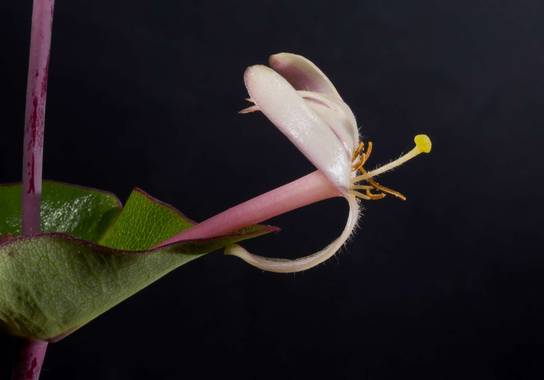 Jordi.bartolome en Hamelin: JBF flora - Proyecto  (Tarragona)