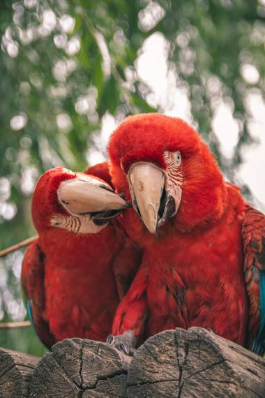 Marlen Fotos en Hamelin: Aves increíbles - Proyecto  (Argentina)