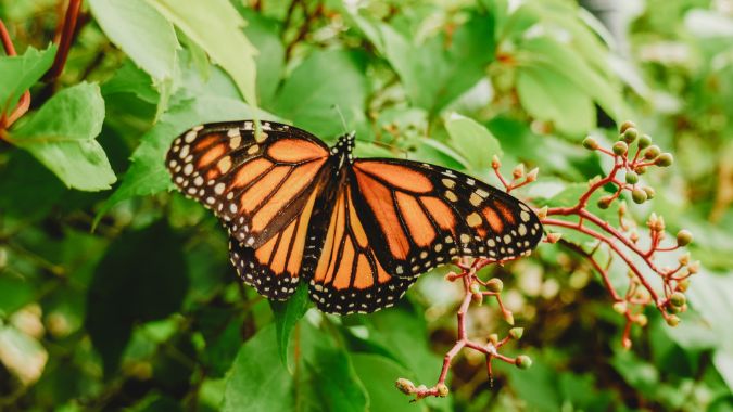 Hamelin: Mariposas en España - Proyecto  (España)