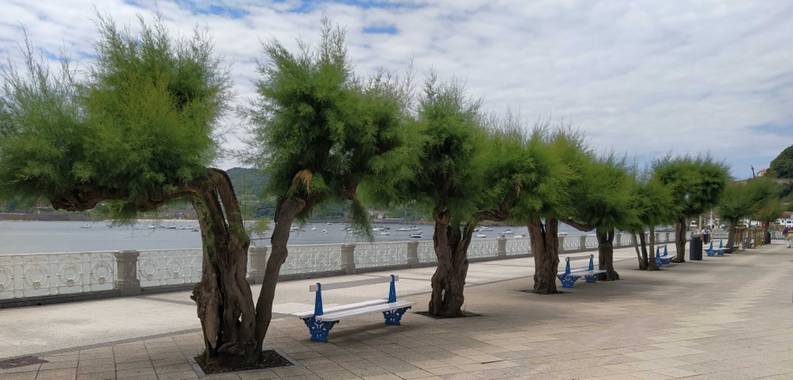 Jimenezchave en Hamelin: Nuestros árboles. Maravillas de la Naturaleza. - Proyecto  (Gipuzkoa)