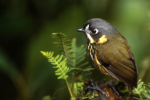 Sebascallefotografia en Hamelin: Avifauna Colombia - Proyecto  (Manizales)