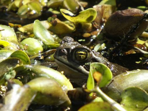 Federicadaluz en Hamelin: Anfibios 🐸 - Proyecto  (Las Toninas)