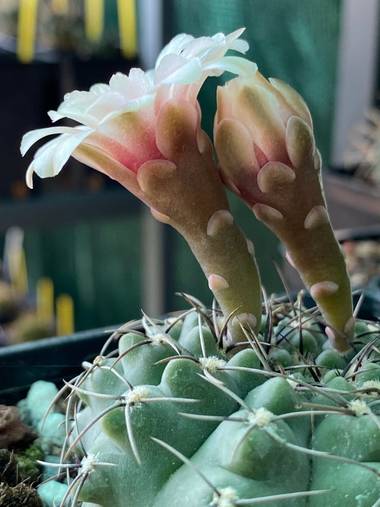 Juanjogomezdelgado en Hamelin: Gymnocalycium - Proyecto  (El Casar)