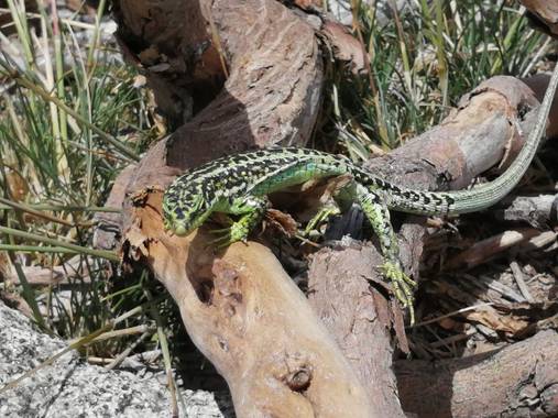 Gustavo Adolfo. en Hamelin: REPTILES Y ANFIBIOS SP - Proyecto  (Talavera de la Reina)