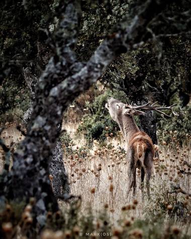 MARK(OS) - Mis fotos de Madrid en Hamelin: La berrea del ciervo - Proyecto  (Serradilla)