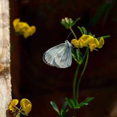 Darkphotos en Hamelin: Proyecto insectos: Mariposas - Proyecto  (España)