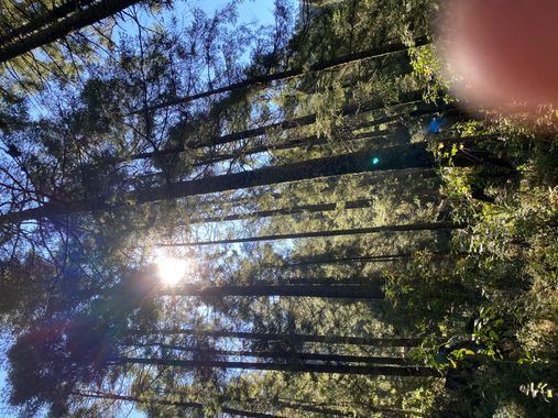 Regissreyesvargas en Hamelin: Trees - Proyecto  (Morelia)