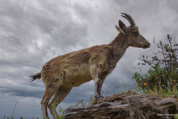 Ilde Mendoza-Naturfotosport en Hamelin: Naturaleza_Marbella - Proyecto  (Marbella)