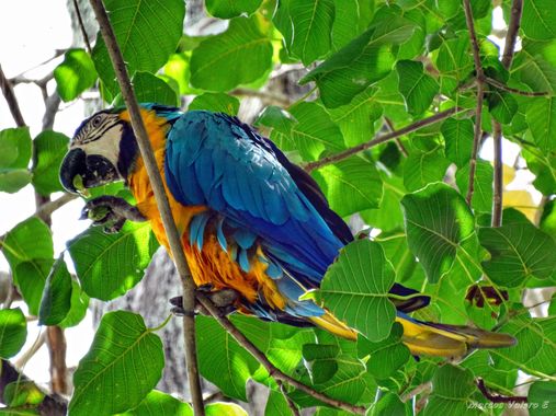 Marcos Valero Espinal  en Hamelin: Guacamayas - Proyecto  (Caracas)