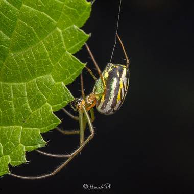 harmando.ph en Hamelin: Macro wildlife Colombia 🇨🇴  - Proyecto  (Cundinamarca)