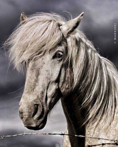 MARK(OS) - Mis fotos de Madrid en Hamelin: Caballos - Proyecto  (España)