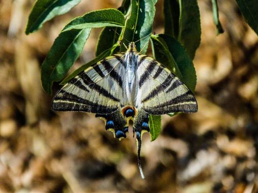 Ismael en Hamelin: Fotografía de insectos - Proyecto  (Ácula)