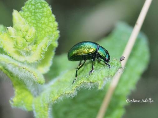 Gustavo Adolfo. en Hamelin: GRAN NATURALEZA - Proyecto  (Santa Olalla)