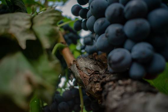 Fabriferrari7 en Hamelin: Wine - Proyecto  (Saint-Marcellin-lès-Vaison)