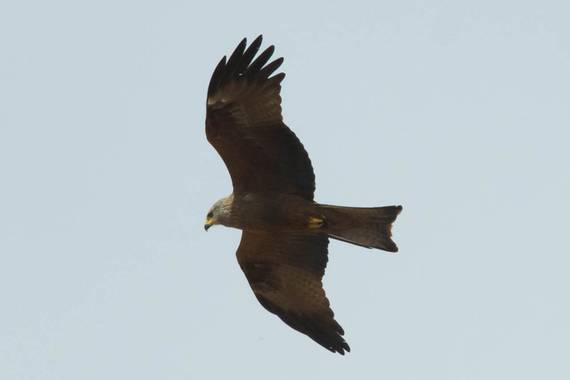 Pablolabajos en Hamelin: Aves de la provincia de Salamanca - Proyecto  (Salamanca)