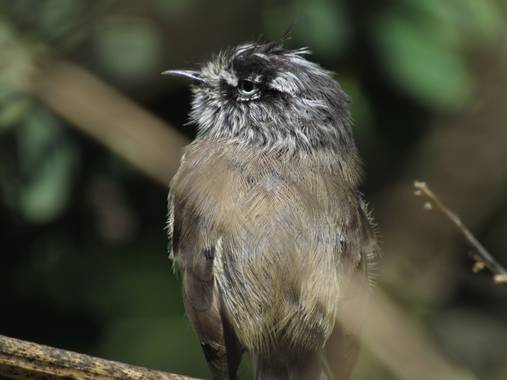 Montserrat en Hamelin: Aves de Chile / Birds of Chile 🇨🇱 - Proyecto  (Santiago)