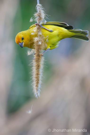 jhonathanmiranda1 en Hamelin: Birds of Venezuela / Aves de Venezuela - Proyecto  (Caracas)