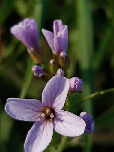 Mpinfante en Hamelin: Plantas  medicinales - Proyecto  (La Coruña)