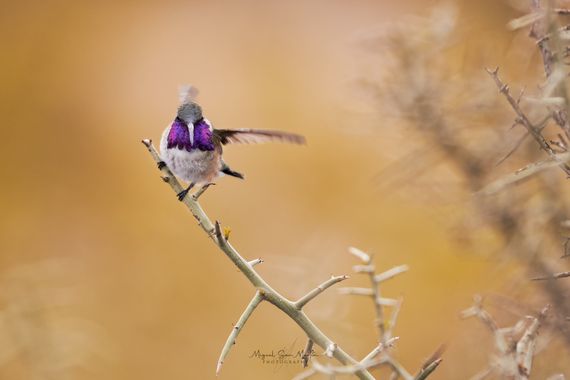 Miguel San Martín en Hamelin: Aves de México - Proyecto  (Guadalcázar)