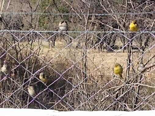 Tebo en Hamelin: Aves🇦🇷 Argentinas🇦🇷 - Proyecto  (Carpintería)