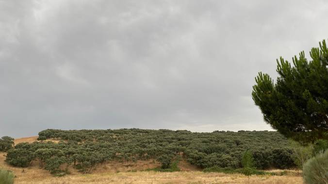 Juanjogomezdelgado en Hamelin: El Casar. Flora y Fauna.  - Proyecto  (El Casar)