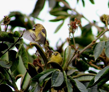 Franciss RNR  en Hamelin: Aves de Sudamérica  - Proyecto  (Pablo Sexto)