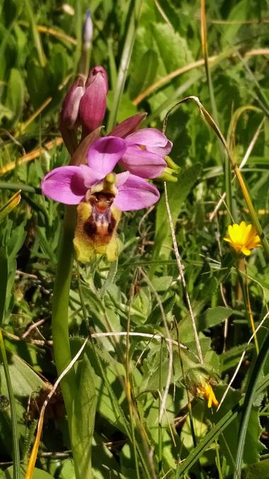 Ajreinapacheco en Hamelin: Orquídeas Silvestres Andalucía - Proyecto  (Mollina)