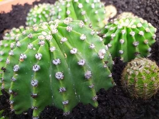 Elenacano en Hamelin: CACTUS - Proyecto  (Gavà)