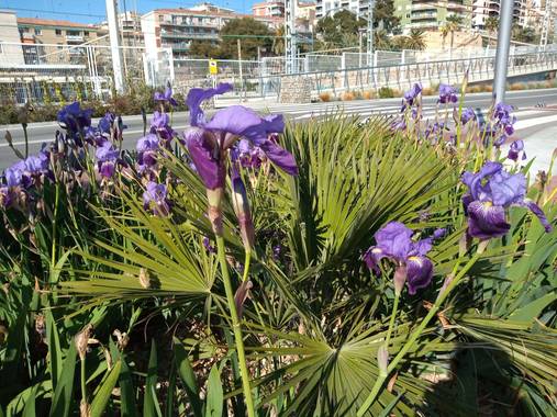 Ymglez92 en Hamelin: Anuncio de Primavera - Proyecto  (Tarragona)