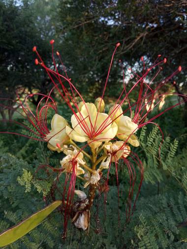 Juani✨ en Hamelin: Flora Nativa 🌼🇦🇷🌼 - Proyecto  (Victoria)