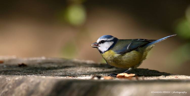 Damián PérezC en Hamelin: Aves/Aus de Catalunya - Proyecto  (Sentmenat)