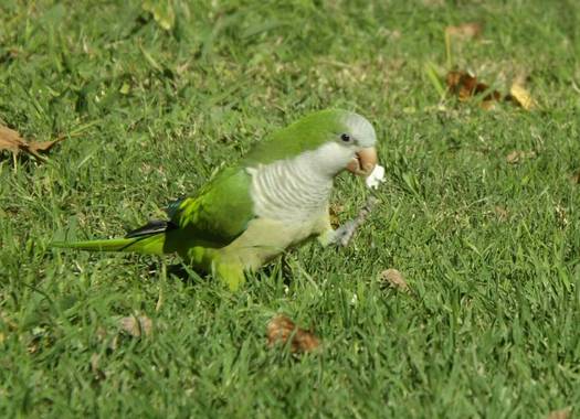 Federicadaluz en Hamelin: Aves 🐦🐤 - Proyecto  (Las Toninas)