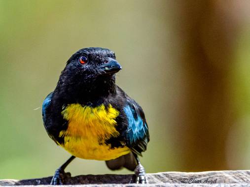 cesar.angel en Hamelin: Aves de Colombia por César Angel  - Proyecto  (Pereira)