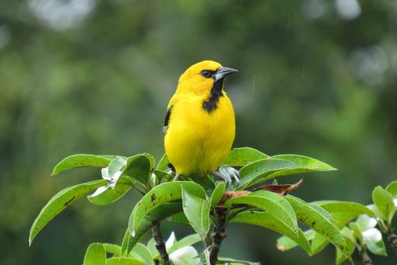 erickgutys en Hamelin: AVES DE SANTANDER - Proyecto  (Cundinamarca)