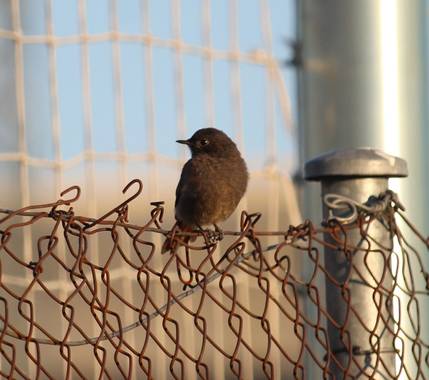 dalopri_ en Hamelin: Paparazzi de las aves (España) - Proyecto  (Segovia)