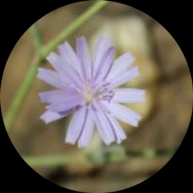 Usuario en Hamelin: guillesepulvedaelena - Usuario 