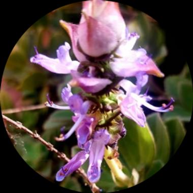 Usuario en Hamelin: stargarden_ar - Usuario 